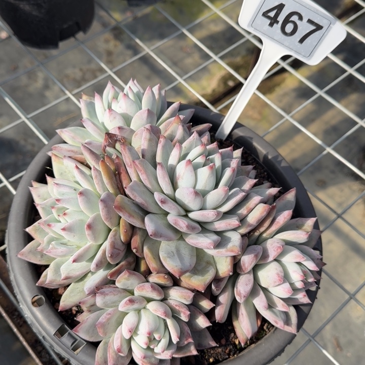 卡系多肉植物绿植467号