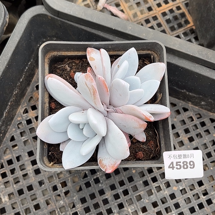 阿雅园艺。     4589雪莲