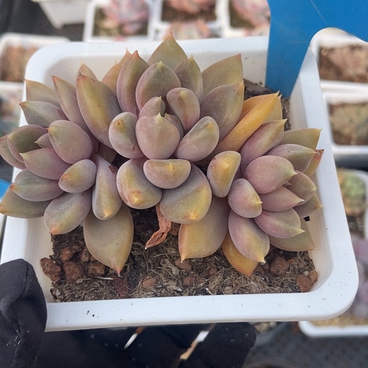 861象牙多肉植物保护