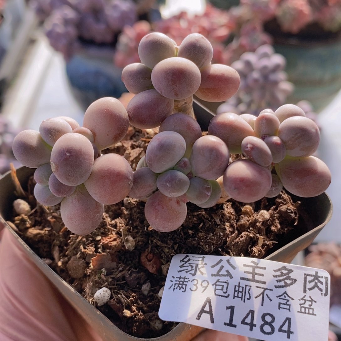 一代苹果奶老桩6cm1484多肉植物