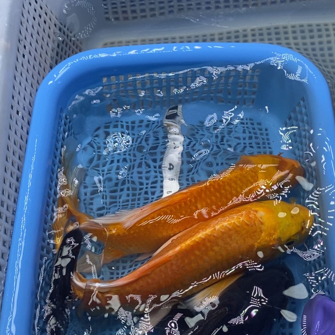 锦鲤冷水锦鲤包邮