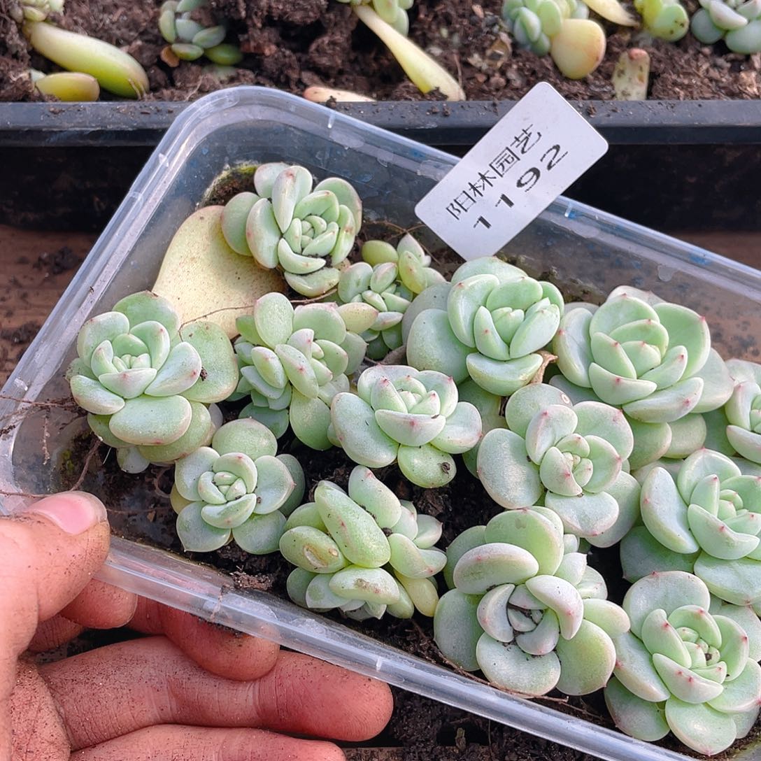 梅****多肉植物多肉植物1192