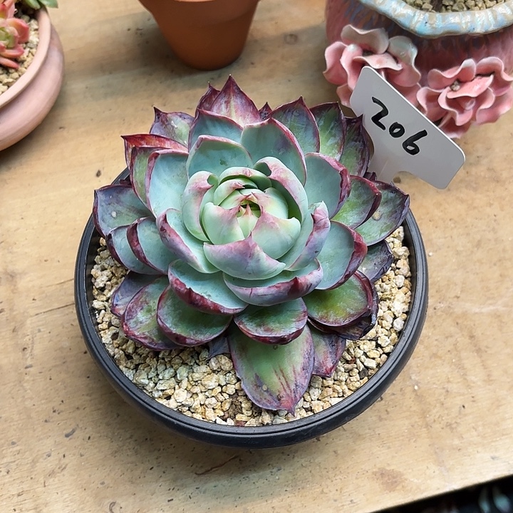 多肉植物，惊鸿仙子206号
