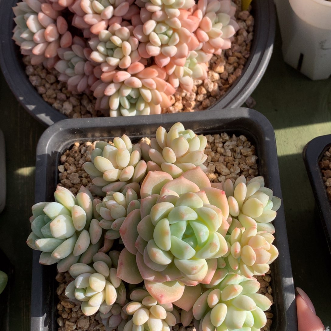 雪域萝莉 多头 一颗 