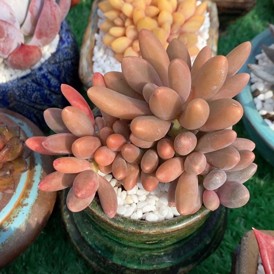 糖果美人多肉植物盆栽