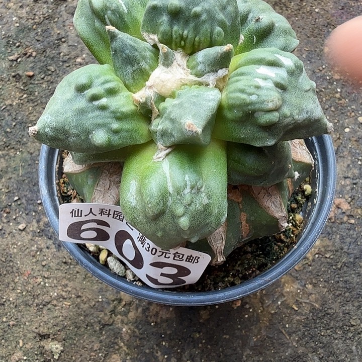 无花朵603大型村主怒涛东七