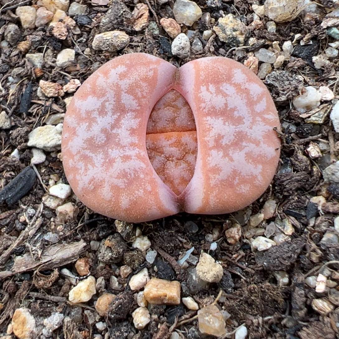 1.23好看的多肉378