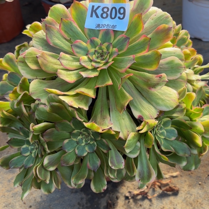 瑞妈多肉园艺。809.沙皇