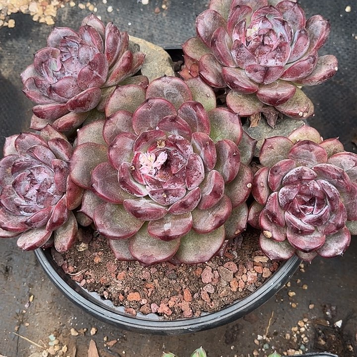 多肉植物一物一拍