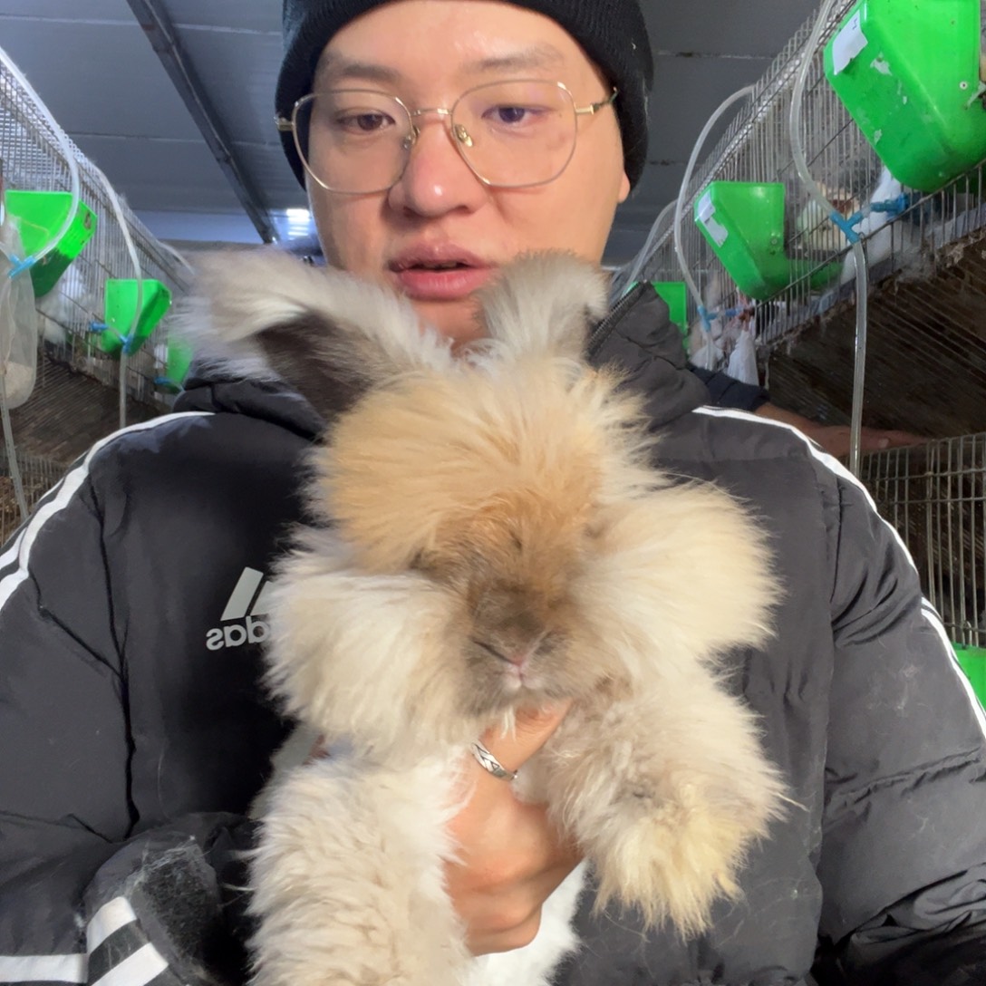 双血统英系安哥拉兔