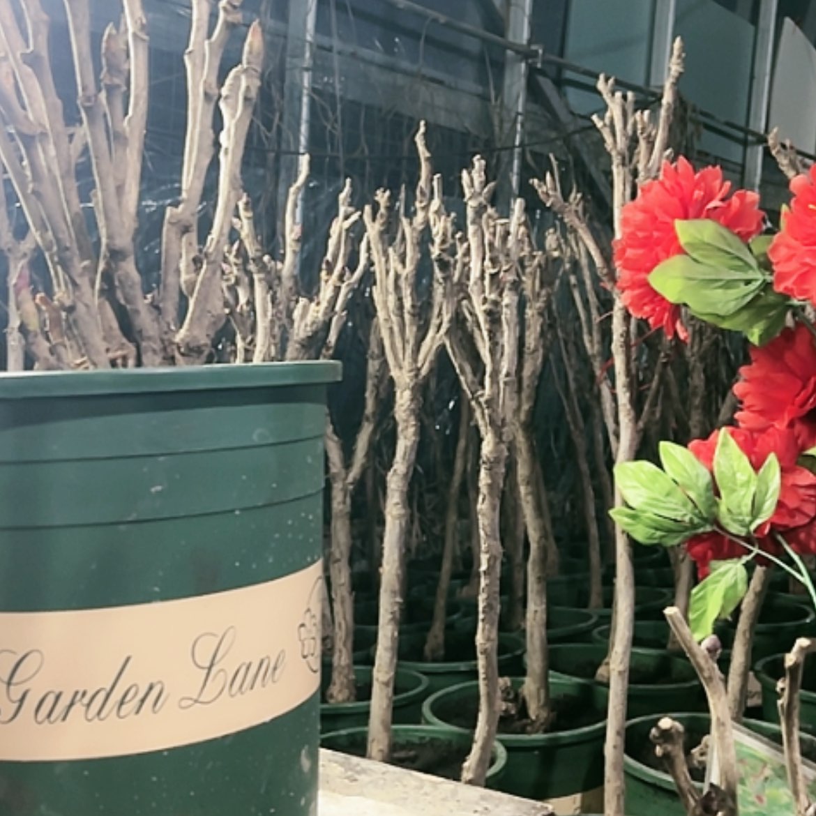 【闪购商品】无花朵一年苗