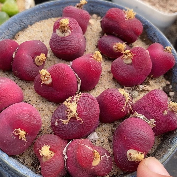 双头大红母本一颗        