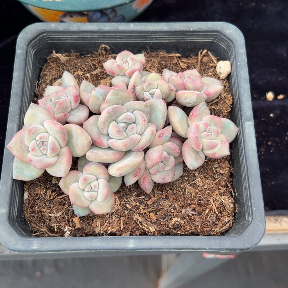 ?*?自然群1111111111