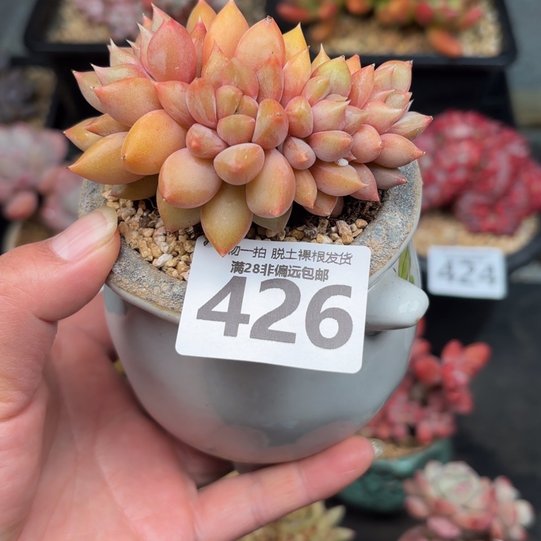 红象牙无盆土发货