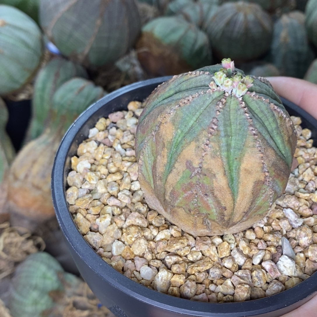 欧系布纹球一物一拍