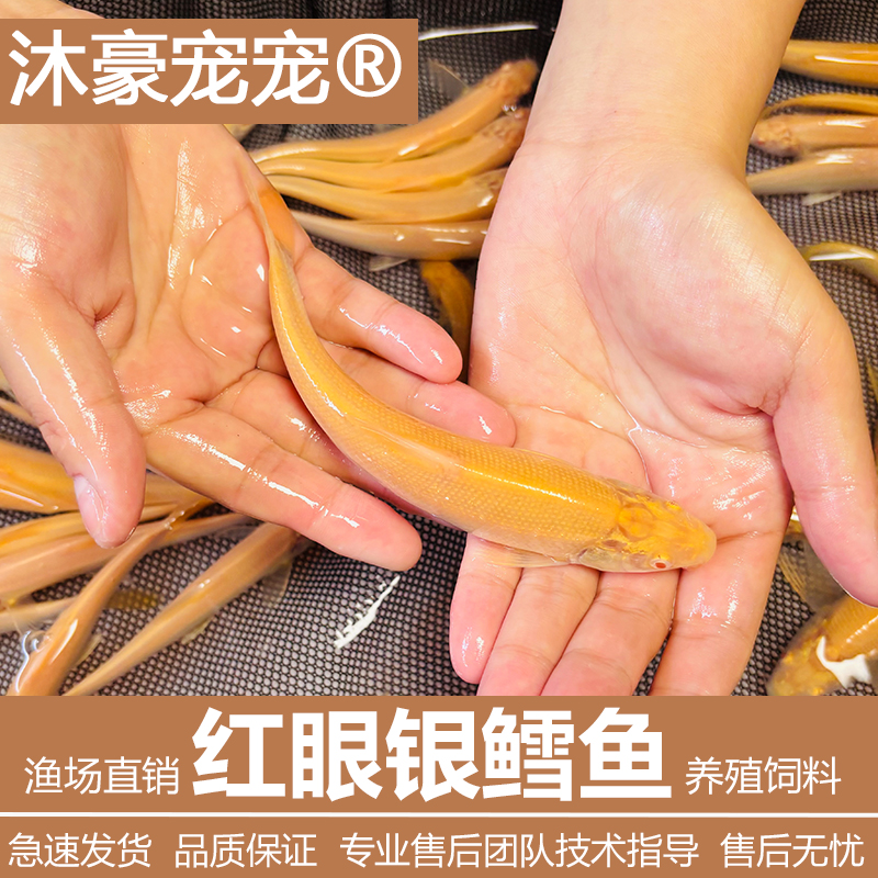 沐豪宠宠【运营推荐】红眼鳕鱼白子招财龙赤目红眼鳕鱼淡水观赏食用