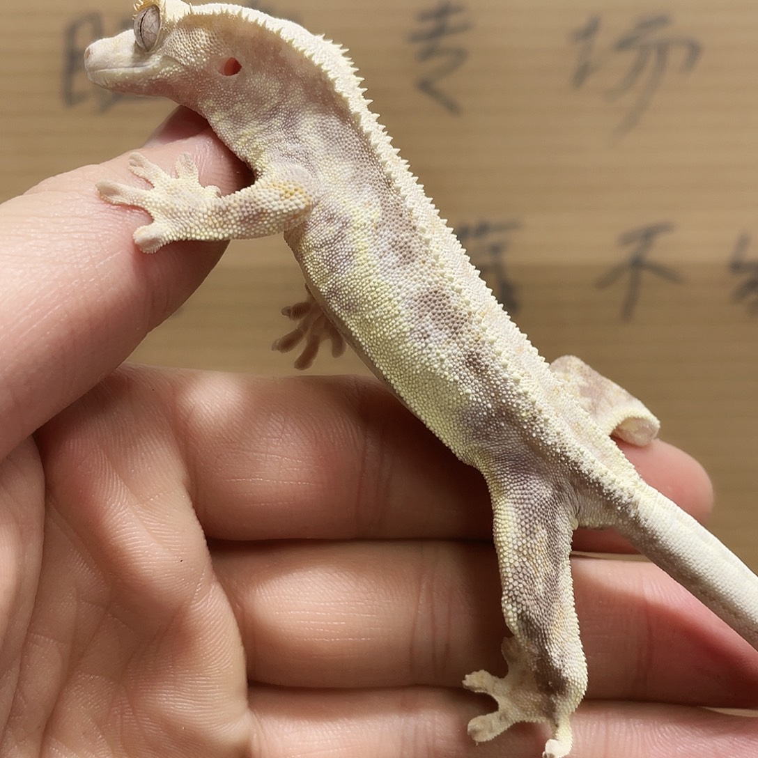 睫角守宫2025122（36）莉莉