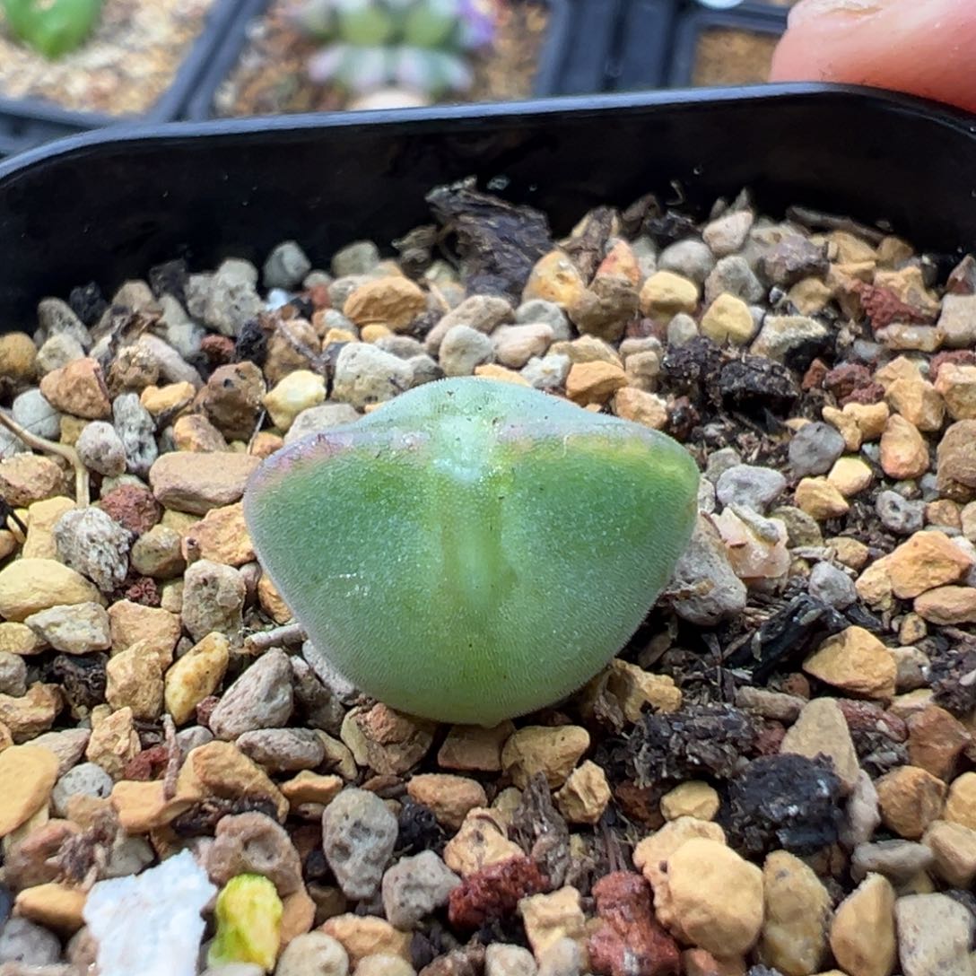 190短耳空蝉一棵特