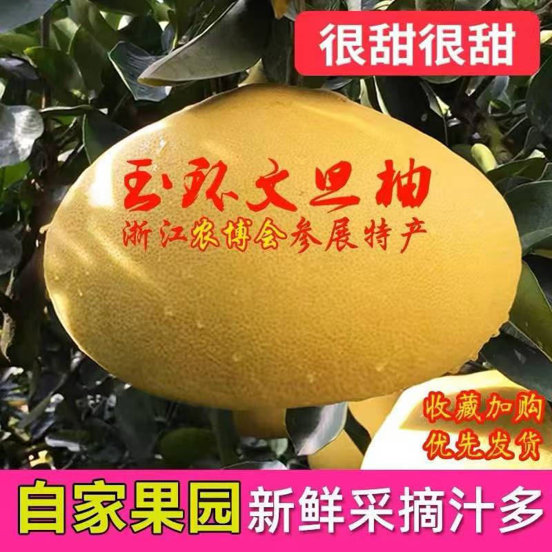 正宗玉环文旦柚玉环白柚蜜柚稀缺果当季新鲜孕妇水果文旦采摘产地