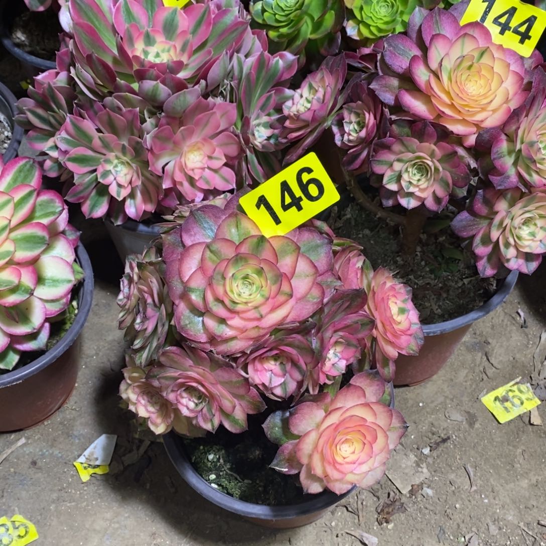 荔枝多肉法师146