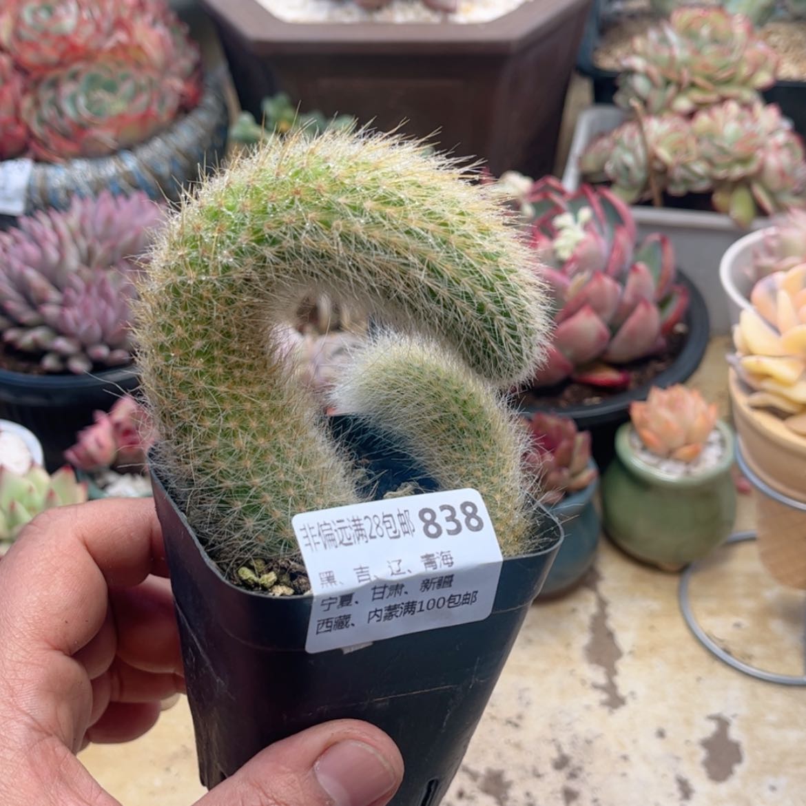 【闪购商品】838九尾狐