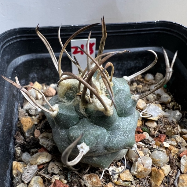 长割刺娇丽仙人球实生盆栽室内阳台防辐射好养花卉绿植