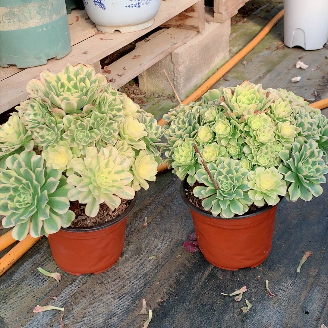 【闪购商品】流*绿豆沙，多肉