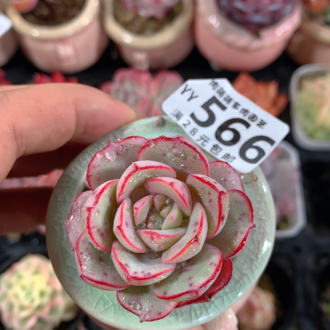 5CM拇指盆精控多肉YY566