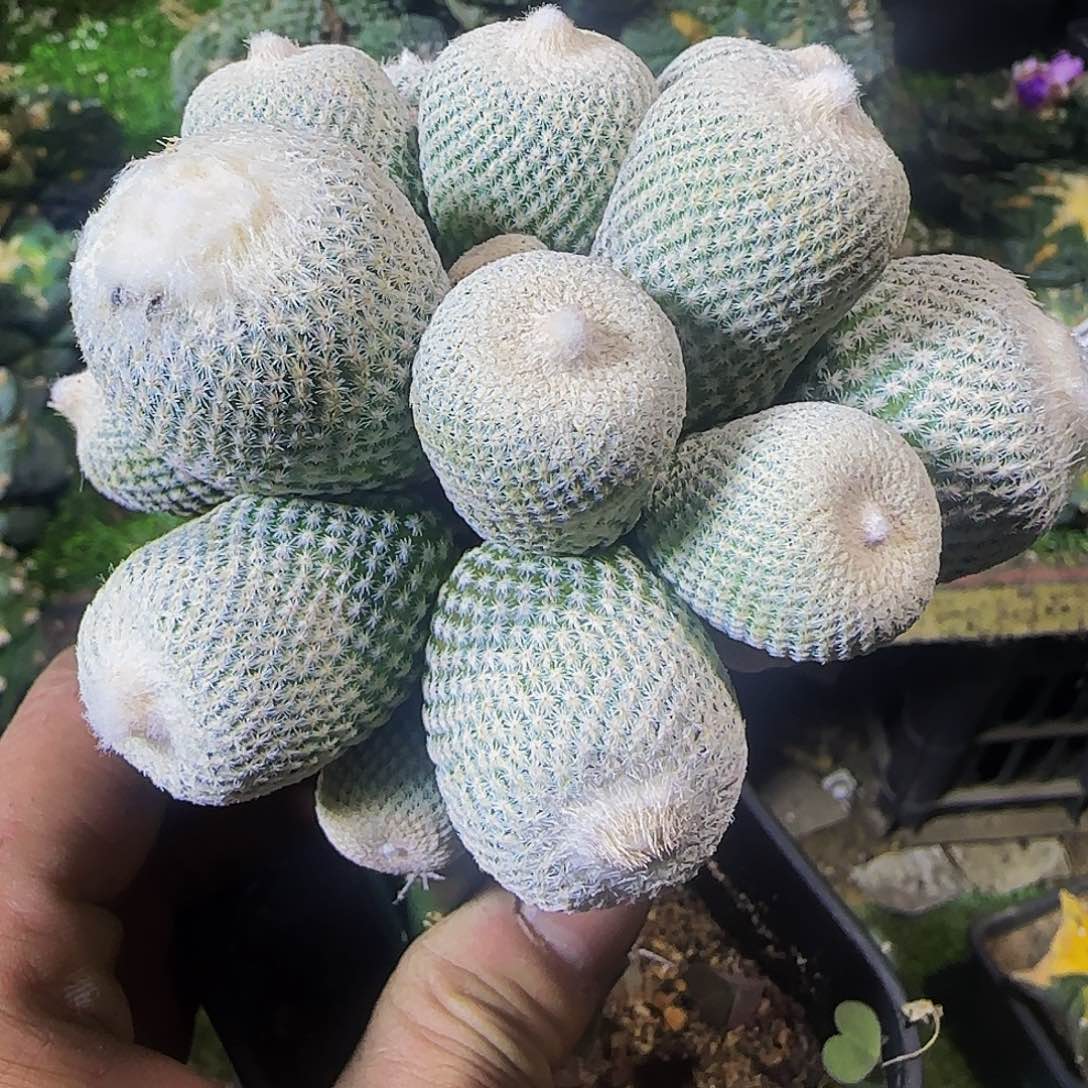 小人冒群头577仙人球