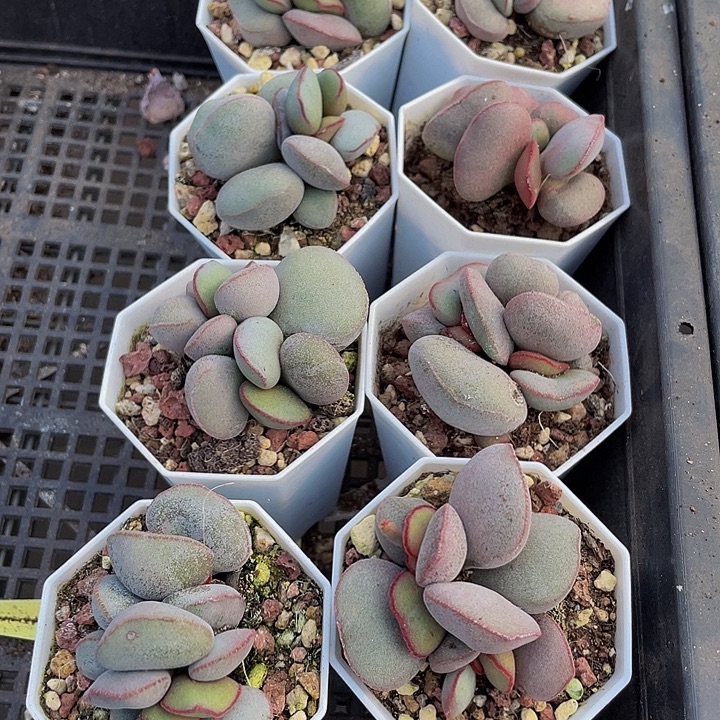 红蛋水泡带盆土发