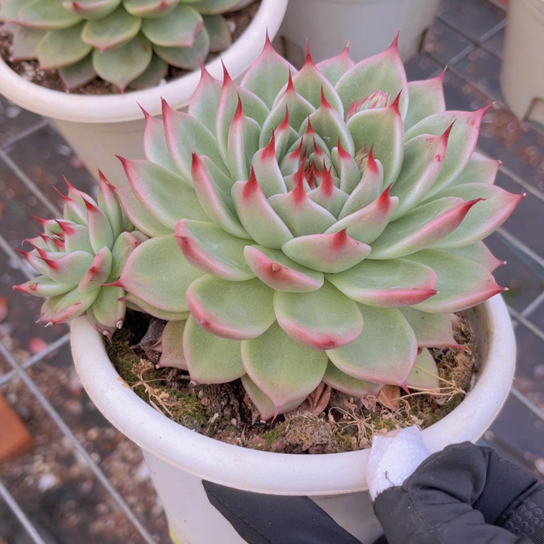 托斯卡14公分9999999999