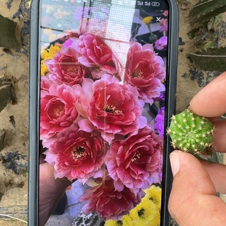 264丽花rw2歪2公分左右无根侧牙很小