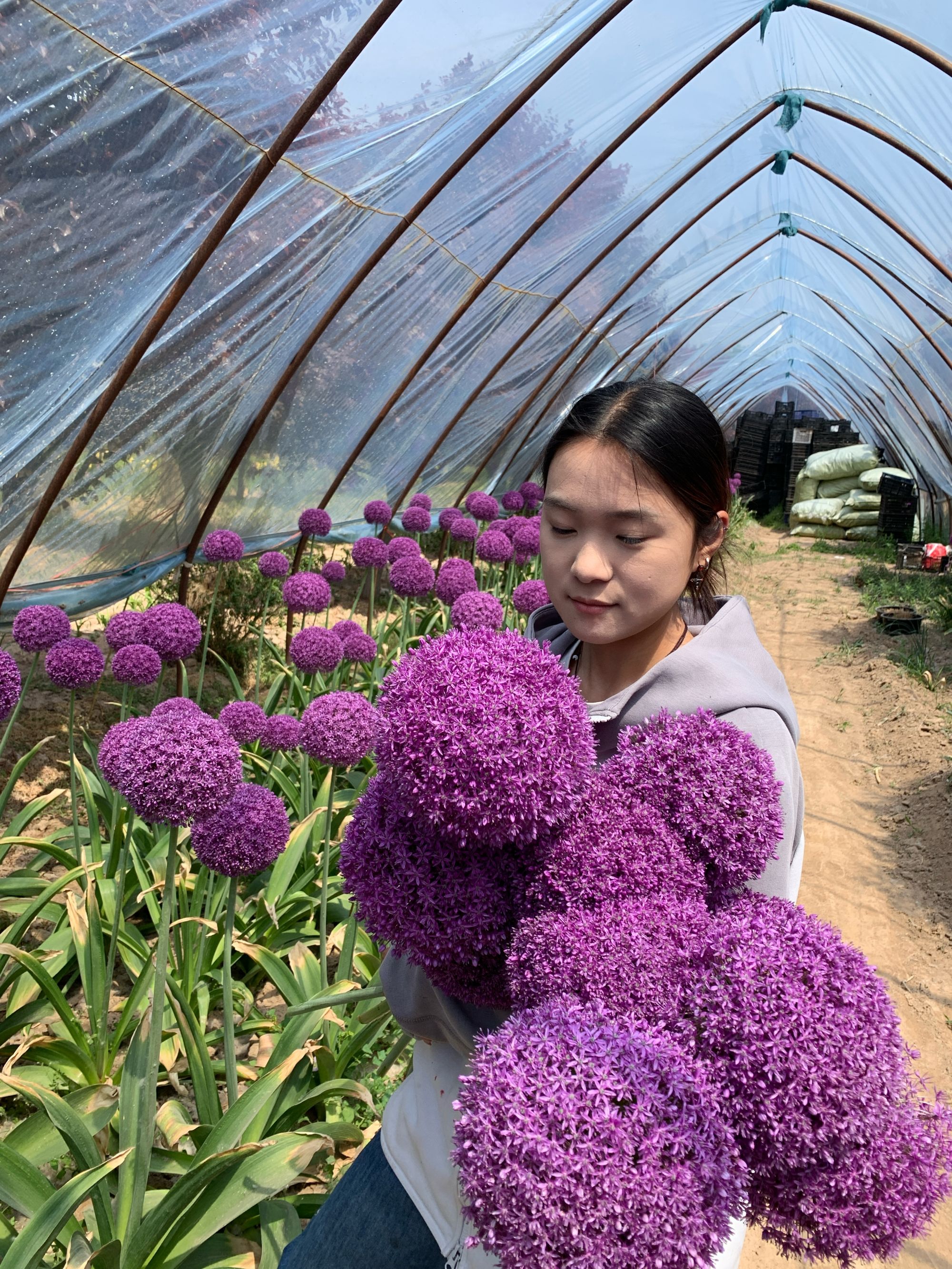 （小崽不开花）大花葱大使荷兰进口种球
