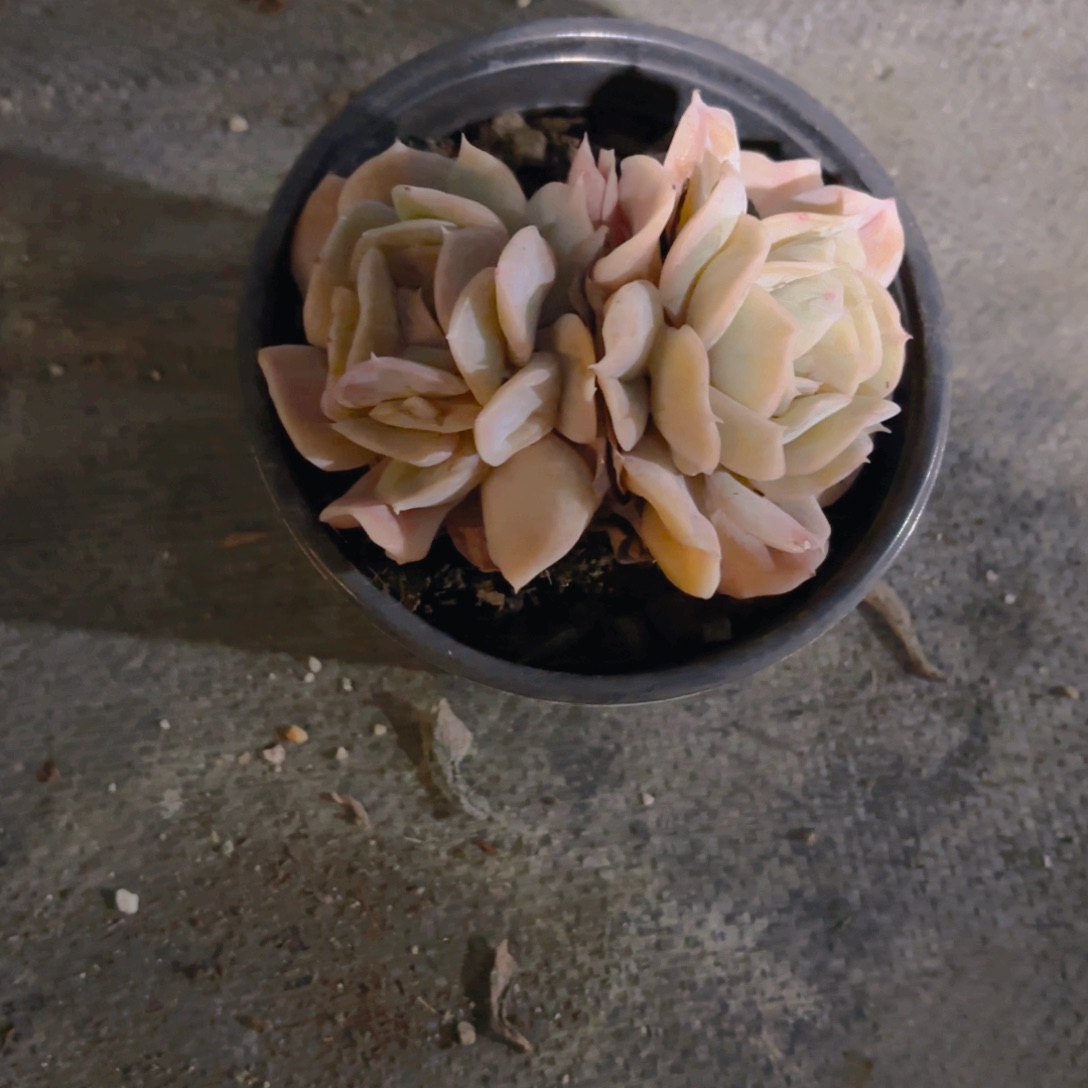 核***枣云瑶仙子12cm新疆包邮