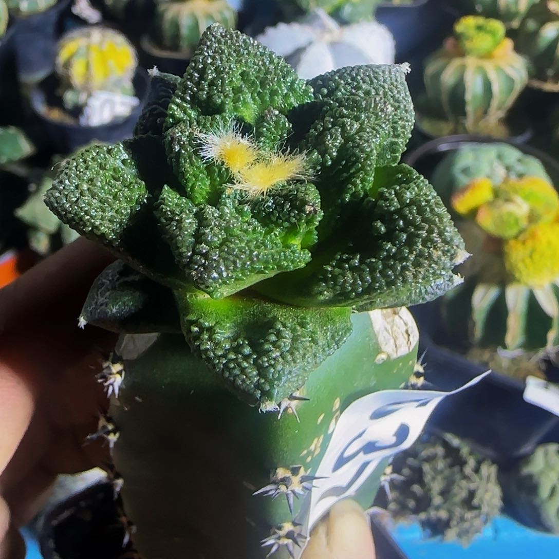 密尤辛顿537仙人球