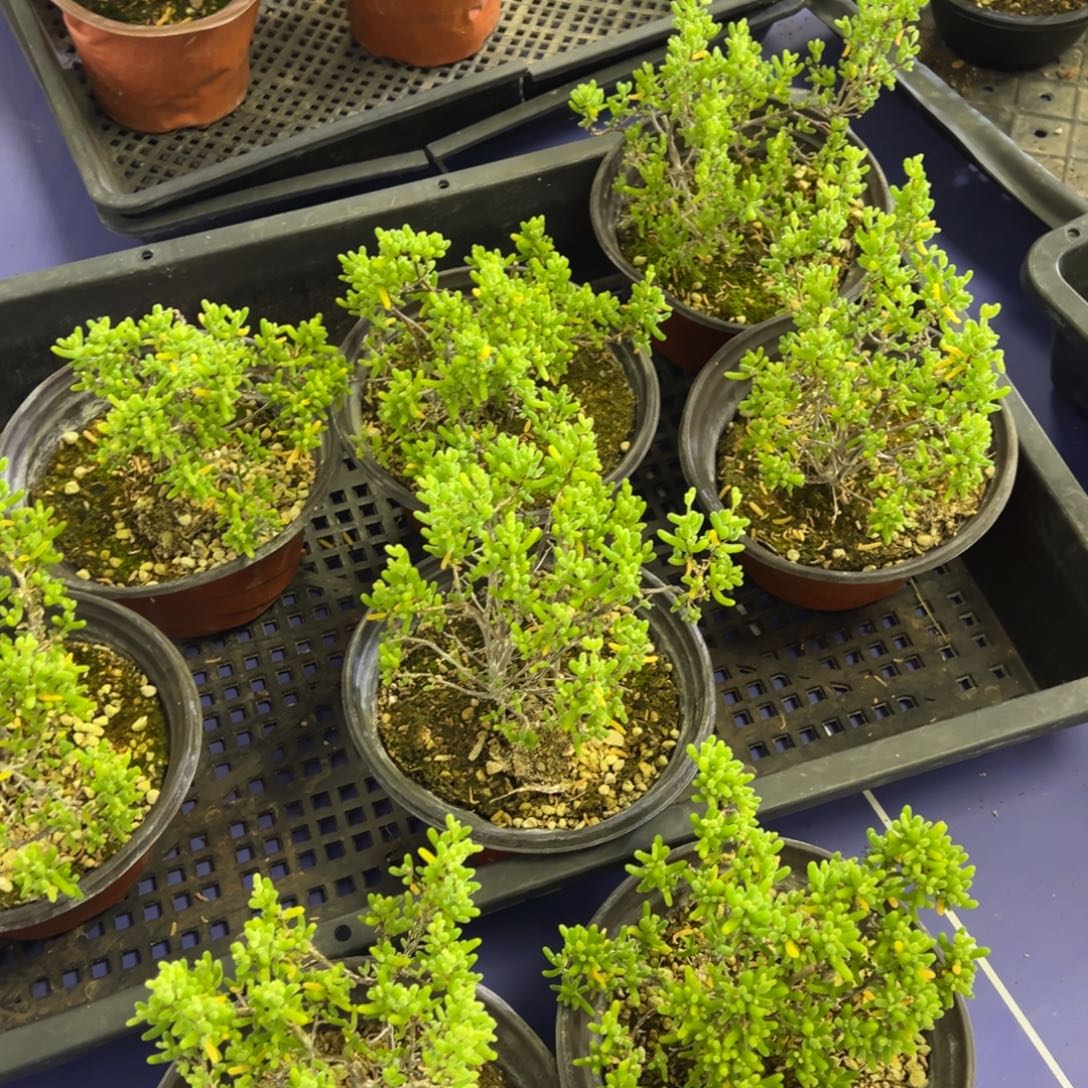 黄金糖球锦130盆老桩