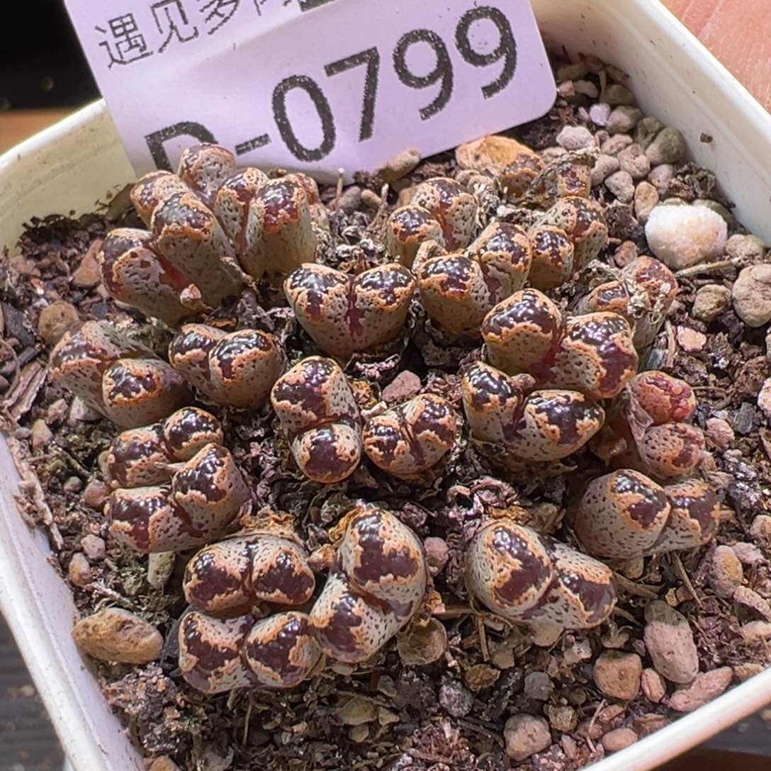 多肉植物1111111111111