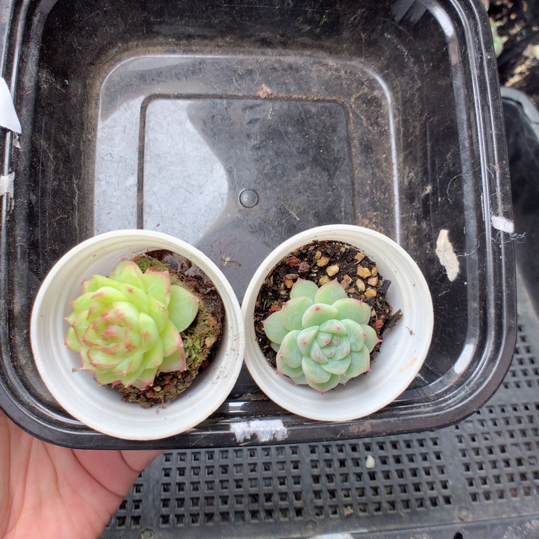 王***霞无花朵T139英语英语