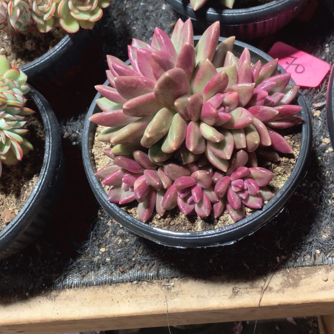 多肉植物迷雾泡泡