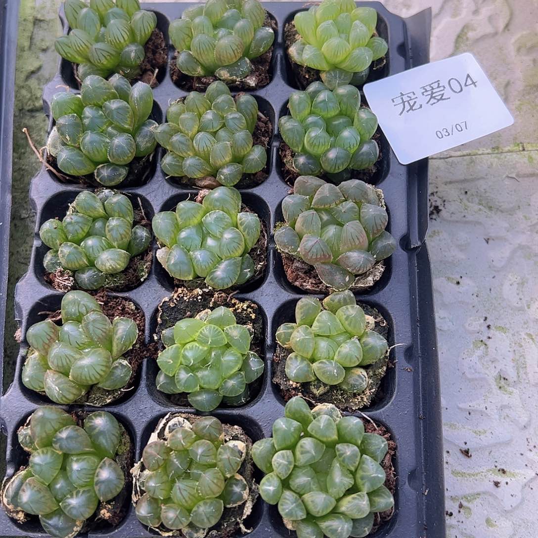 直播福利一物一拍04
