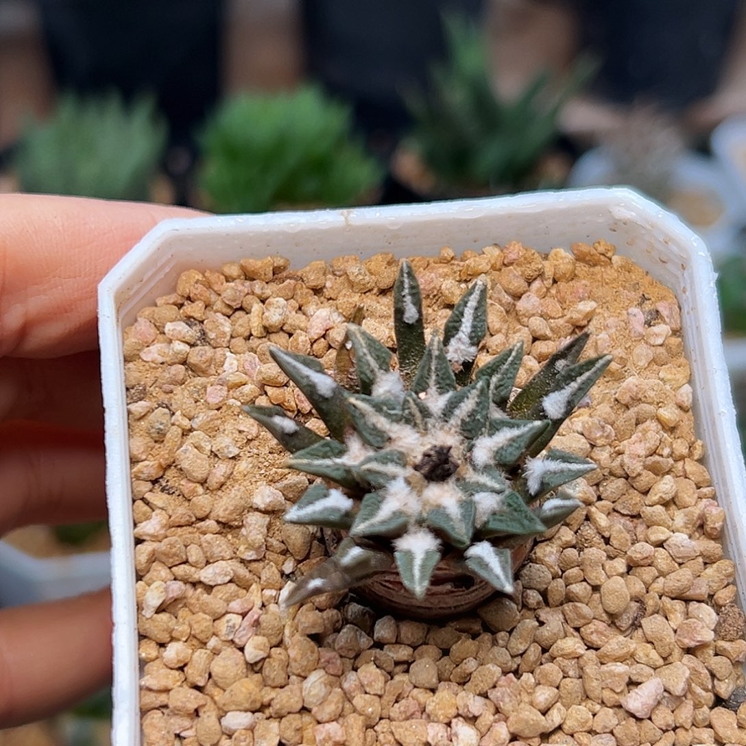 高绒黑牡丹实生球一颗一颗