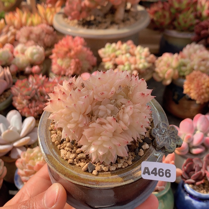 一物一拍含盆土满38包邮A466