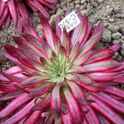 570朱雀满25包邮多肉