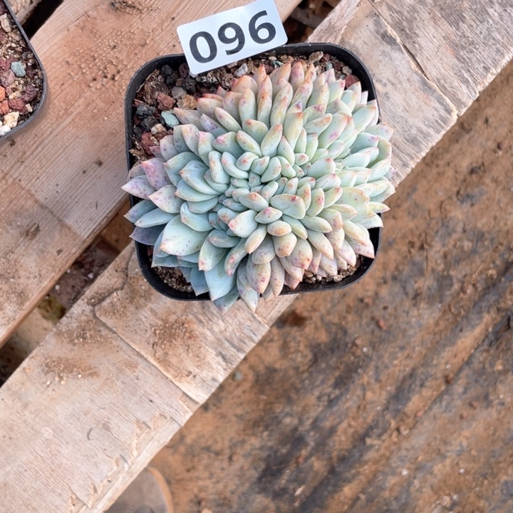 婷***活多肉植物一物一拍