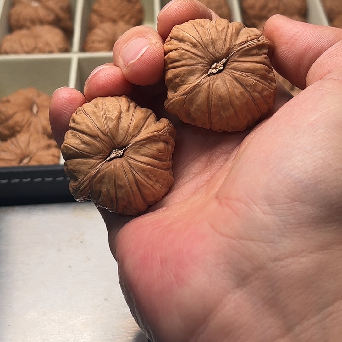 看***的文玩核桃把件567看你的