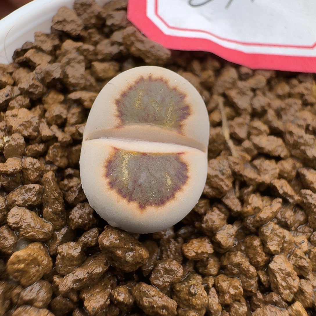 271多肉哈哈哈哈哈哈哈