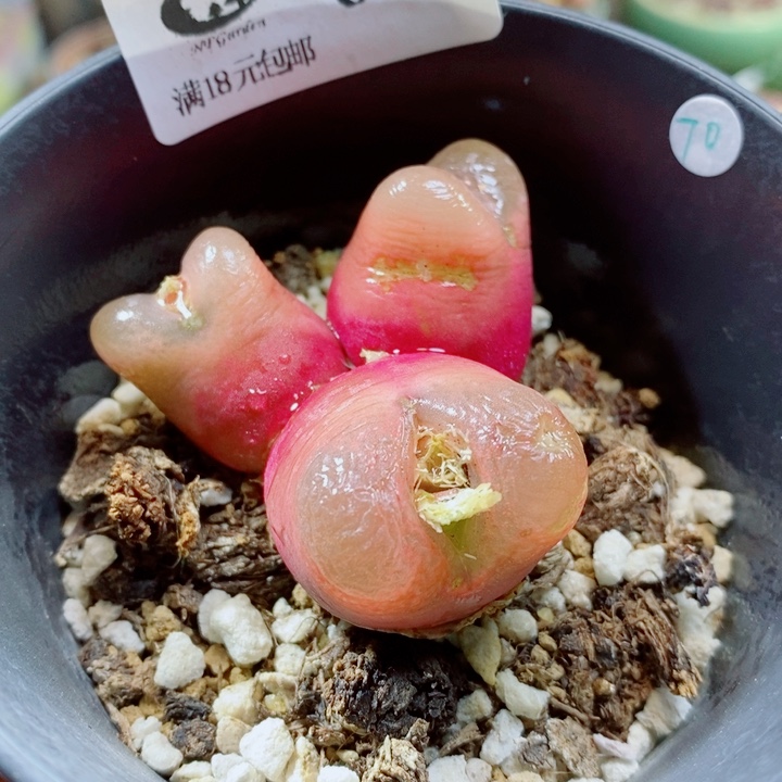 生石花花花花花花604