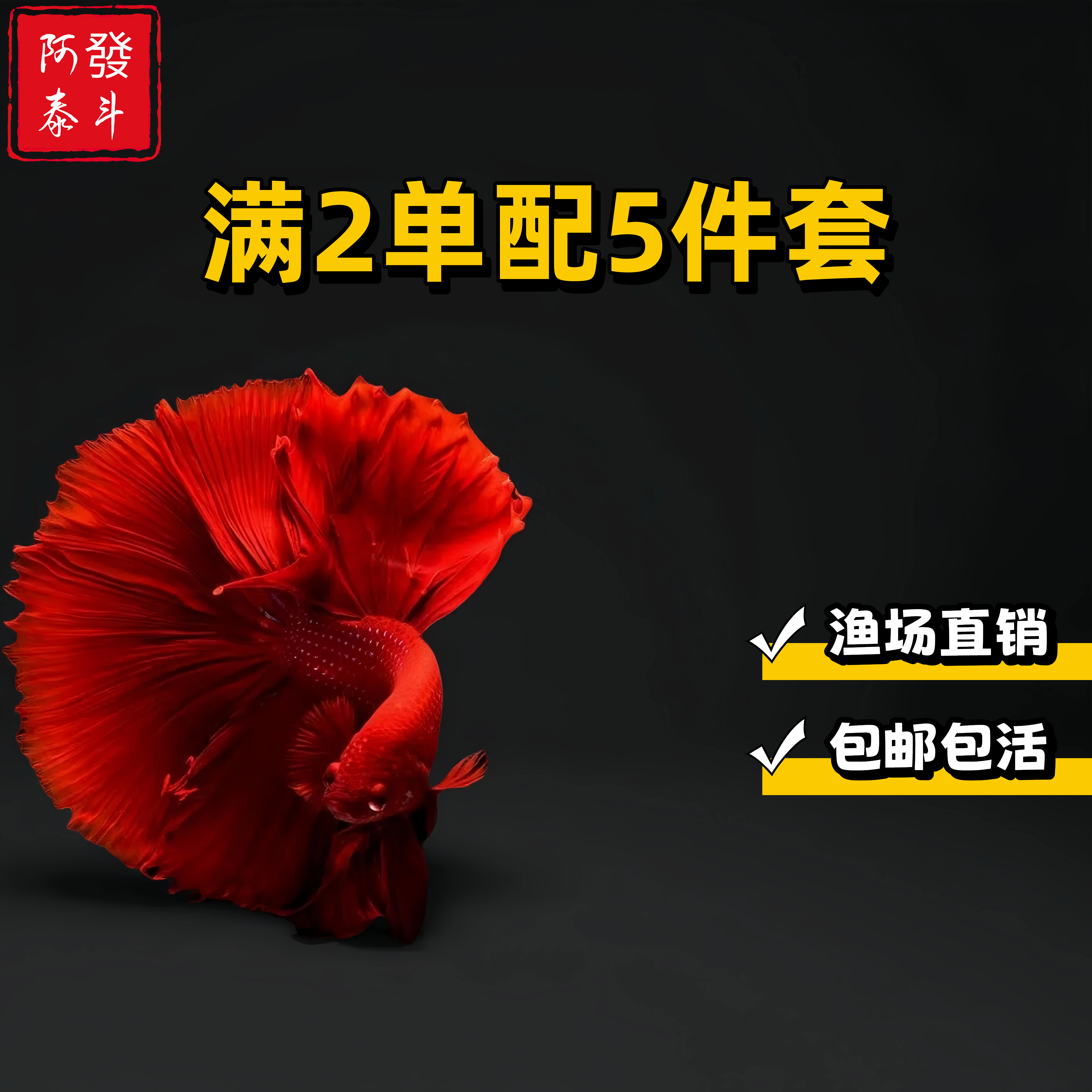 A5精品泰斗小型热带淡水观赏鱼免打气免过滤包邮包活不包损