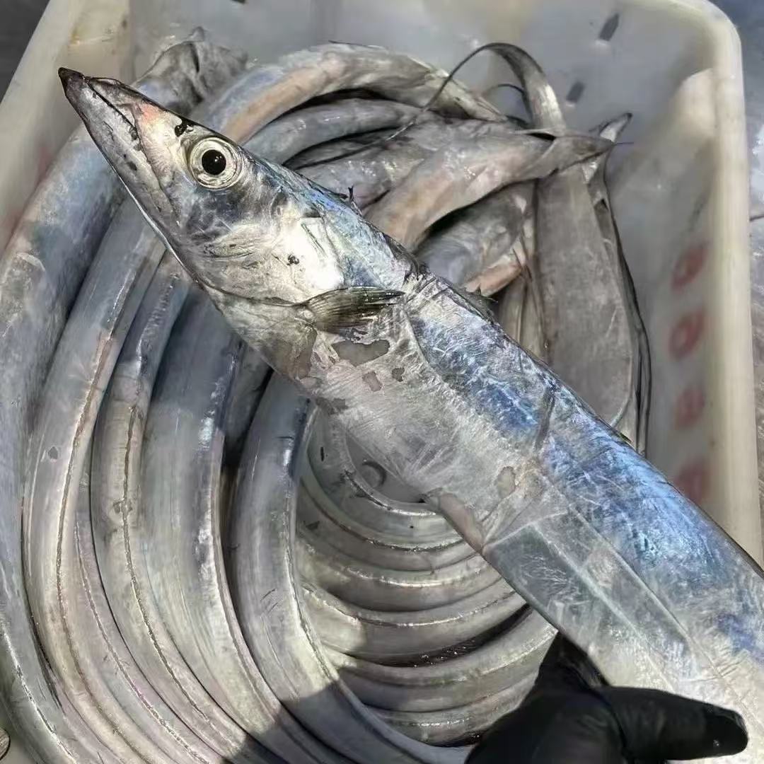 【带鱼4斤】台州东海野生油带 顺丰冷链 4斤10条左右