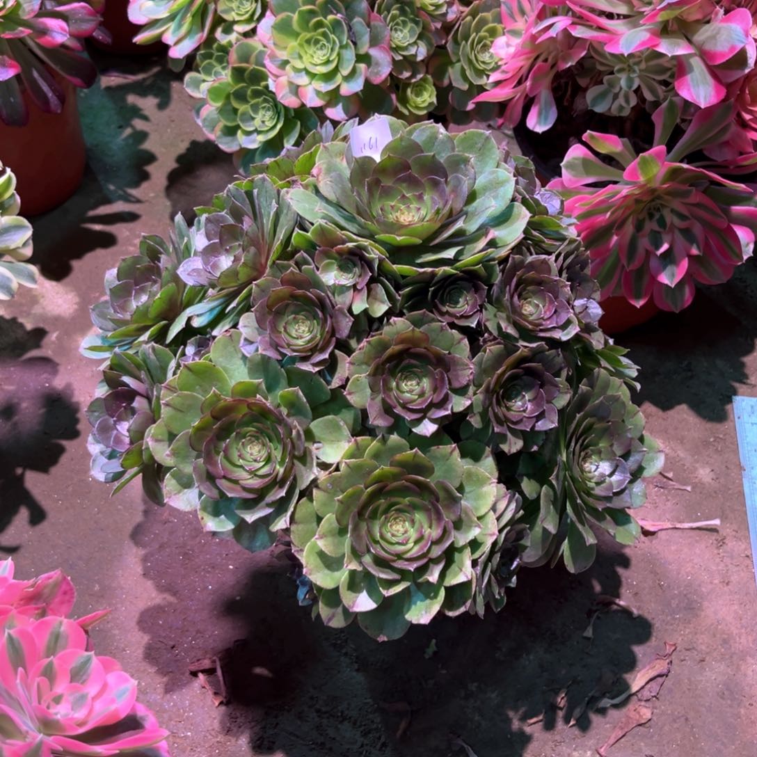 多肉植物万拉丝1161